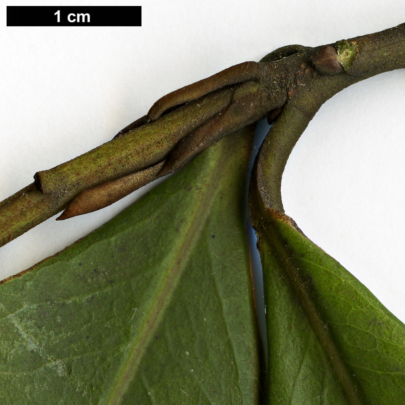 High resolution image: Family: Primulaceae - Genus: Heberdenia - Taxon: excelsa